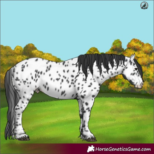 Horse Color:Black Appaloosa
