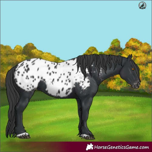 Horse Color:Black Blanket 