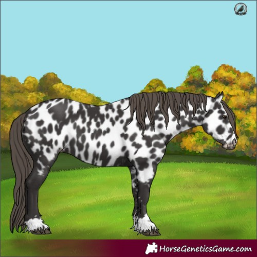 Horse Color:Smoky Black Near Leopard