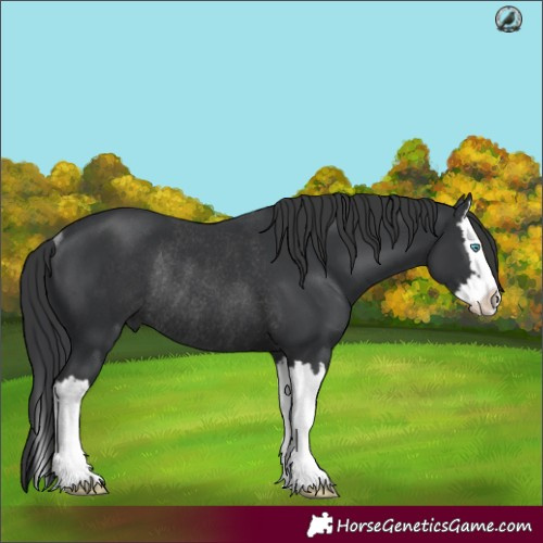 Horse Color:Black Splash Rabicano
