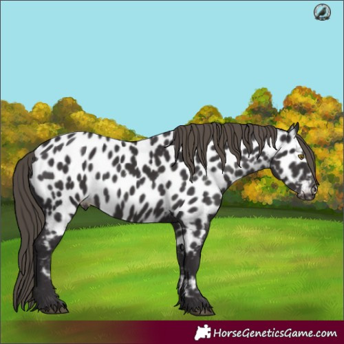 Horse Color:Smoky Black Appaloosa Rabicano 