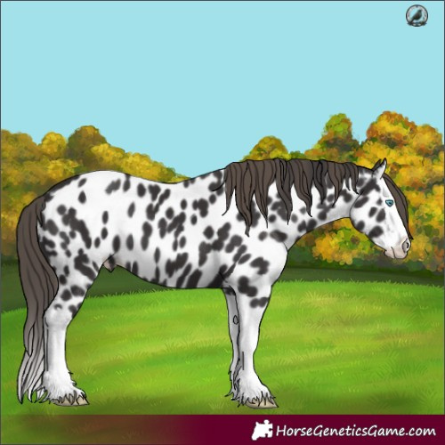 Horse Color:Smoky Black Splash Appaloosa 
