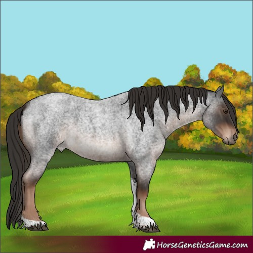 Horse Color:Liver Red Roan Tobiano Rabicano 