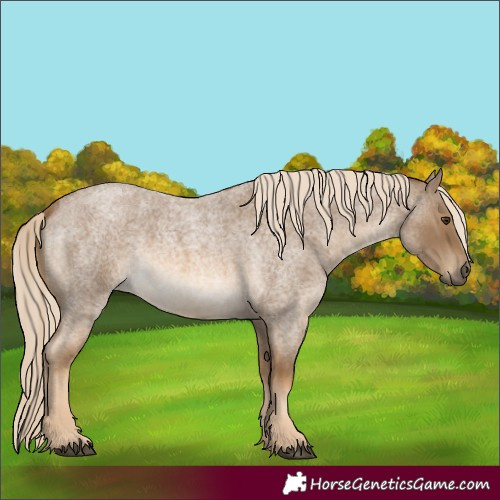 Horse Color:Chocolate Palomino Roan Rabicano 