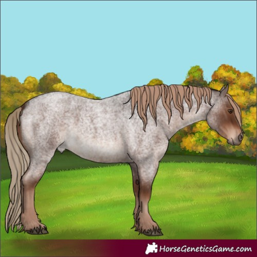Horse Color:Liver Red Roan Rabicano 