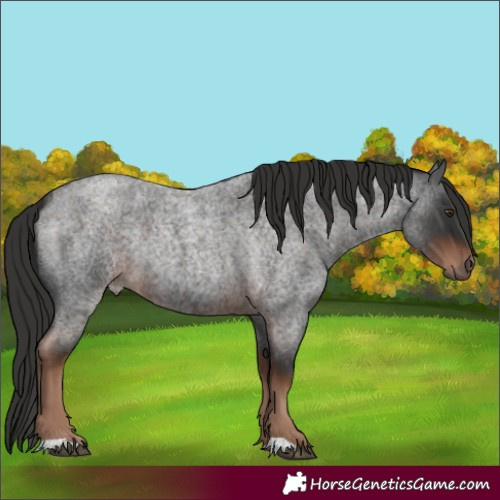 Horse Color:Liver Red Roan Rabicano 
