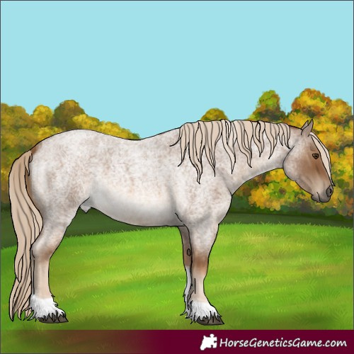 Horse Color:Chocolate Palomino Roan Tobiano Rabicano 