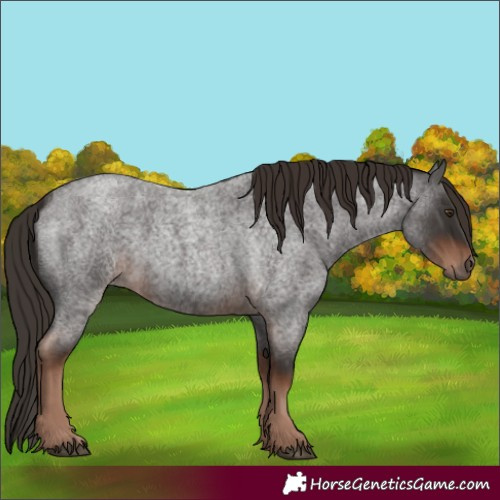 Horse Color:Liver Red Roan Rabicano 