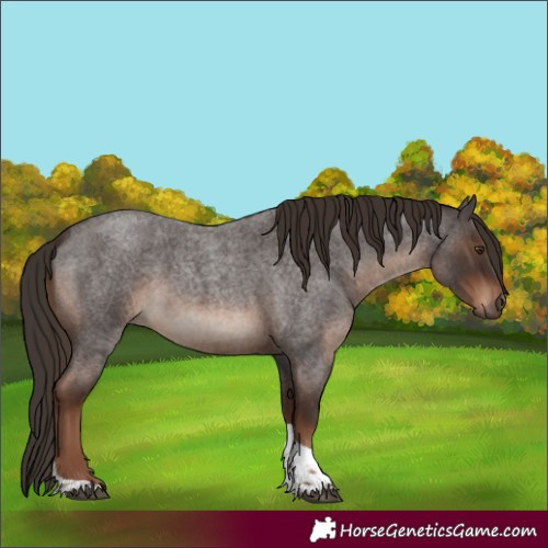 Horse Color:Liver Red Roan Tobiano Rabicano 
