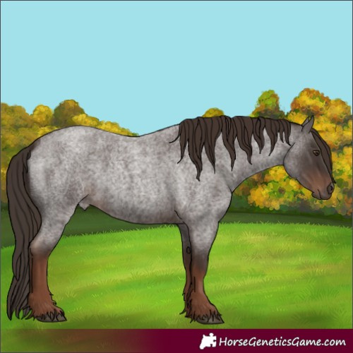 Horse Color:Liver Red Roan Rabicano 