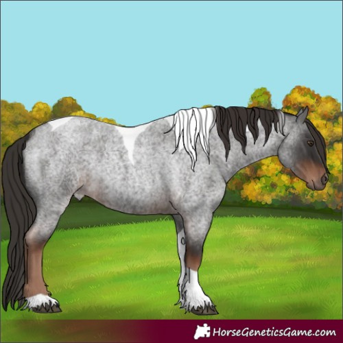 Horse Color:Liver Red Roan Tobiano Rabicano