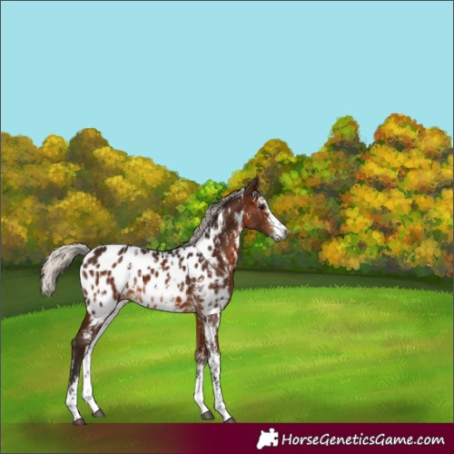 Horse Color:Gray Silver Bay Sabino Appaloosa 