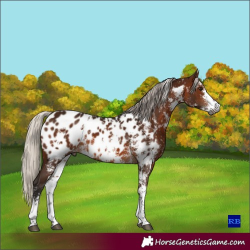 Horse Color:Gray Silver Bay Sabino Appaloosa