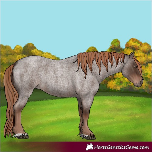 Horse Color:Liver Red Roan Rabicano