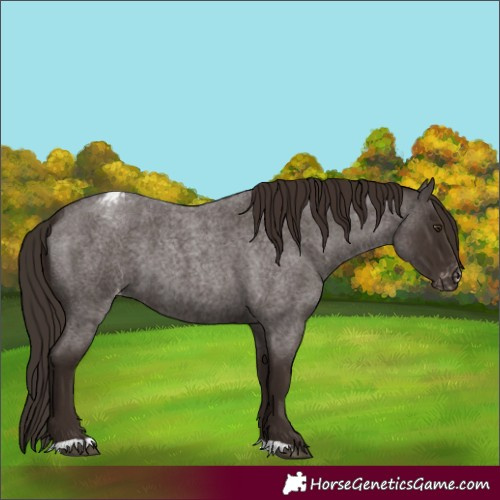 Horse Color:Liver Red Roan Appaloosa 