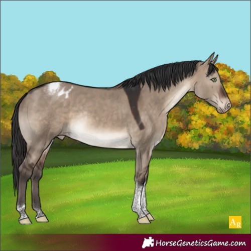 Horse Color:Brown Dun Tobiano Appaloosa Rabicano 