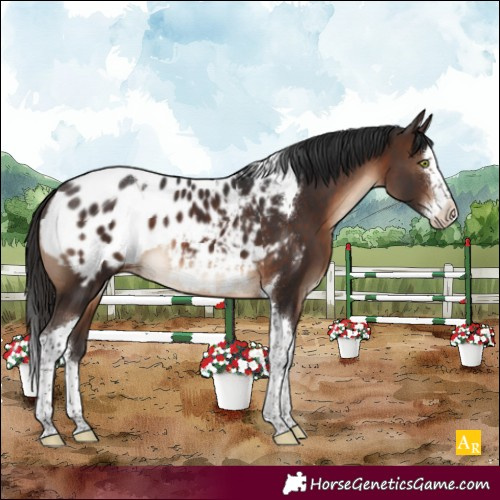 Horse Color:Brown Splash Tobiano Appaloosa 