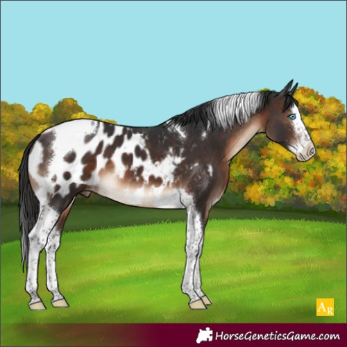 Horse Color:Brown Splash Tobiano Blanket 