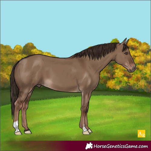 Horse Color:Liver Red Dun 