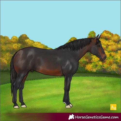 Horse Color:Brown 
