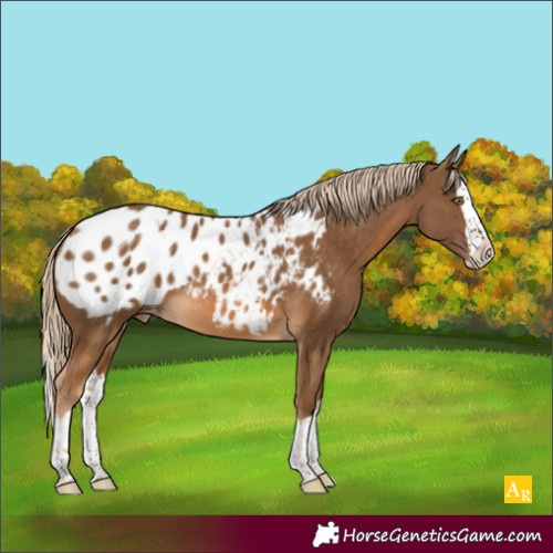 Horse Color:Chocolate Palomino Splash Appaloosa 