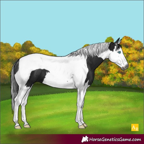 Horse Color:Gray Smoky Black Splash Tobiano 