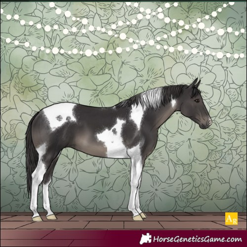Horse Color:Smoky Black Tobiano 