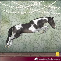 Horse Color:Smoky Black Tobiano