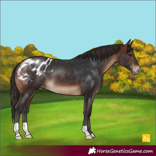 Horse Color:Brown Appaloosa