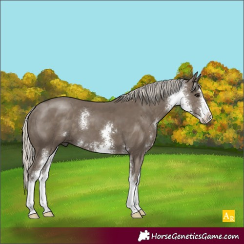 Horse Color:Silver Smoky Black Sabino 