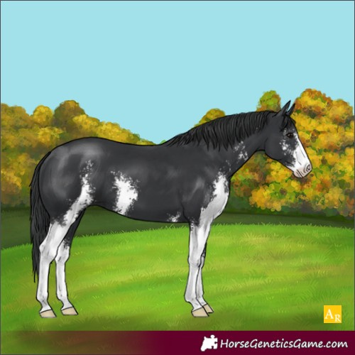 Horse Color:Black Sabino 