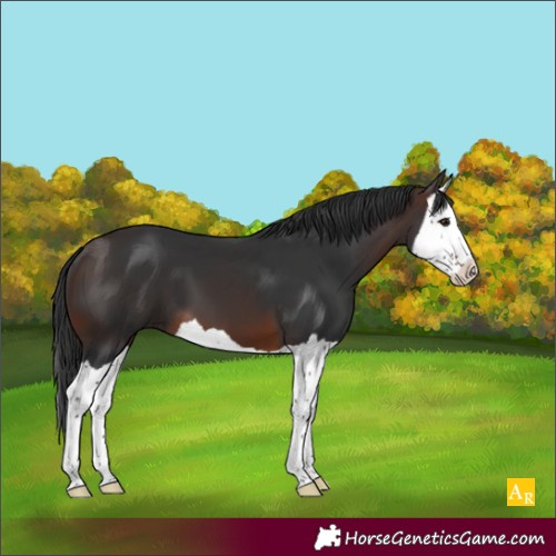 Horse Color:Brown Splash