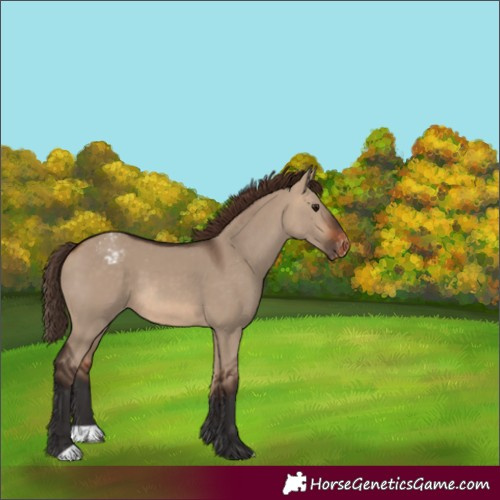 Horse Color:Bay Dun Appaloosa 