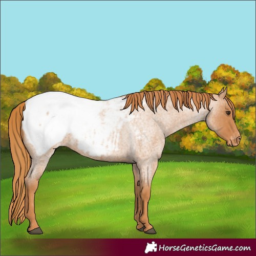 Horse Color:Red Roan Appaloosa 