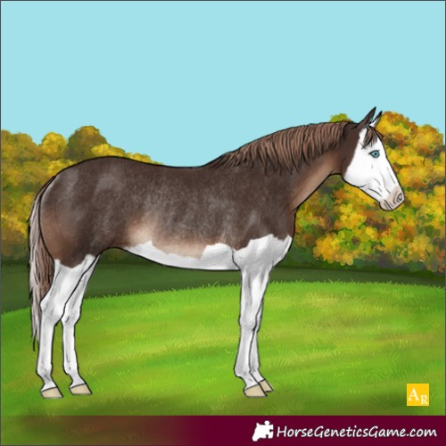 Horse Color:Liver Chestnut Splash Rabicano 