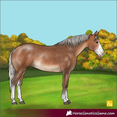 Horse Color:Silver Bay Sabino Rabicano 