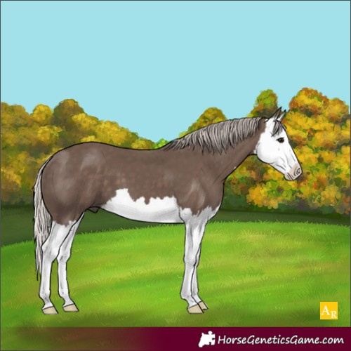 Horse Color:Silver Black Splash 