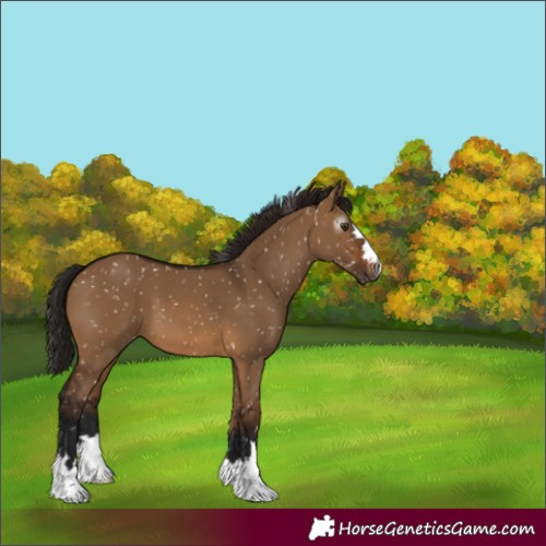 Horse Color:Gray Bay Dun Appaloosa 