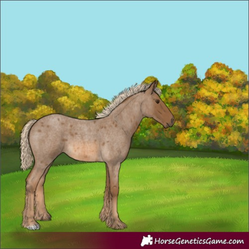 Horse Color:Chocolate Palomino Roan 
