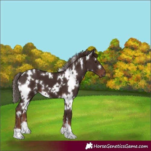 Horse Color:White Spotted Liver Chestnut 