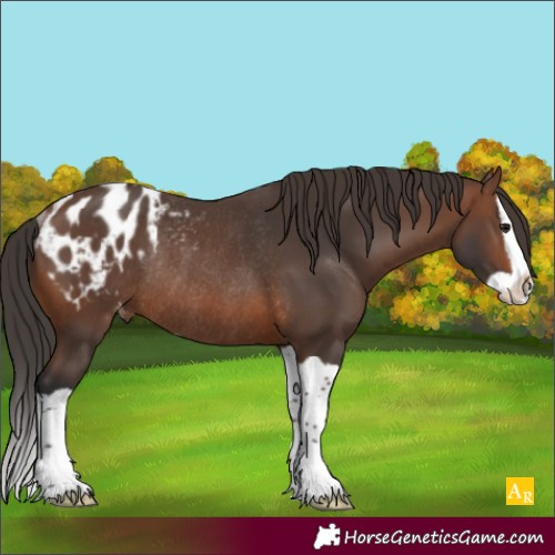 Horse Color:Brown Splash Appaloosa Rabicano