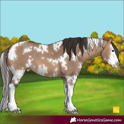 Horse Color:White Spotted Bay Dun Splash 