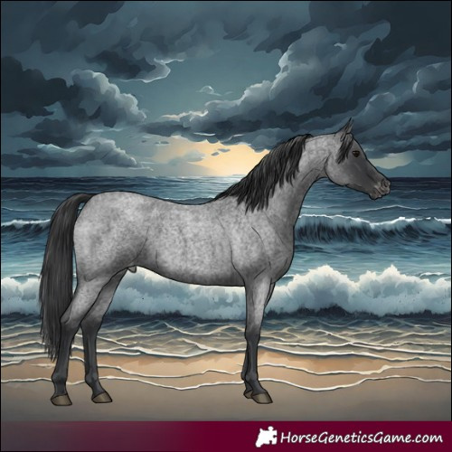 Horse Color:Blue Roan Appaloosa 
