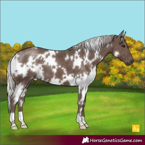 Horse Color:White Spotted Silver Black