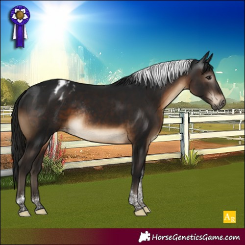 Horse Color:Gray Brown Tobiano Appaloosa Rabicano