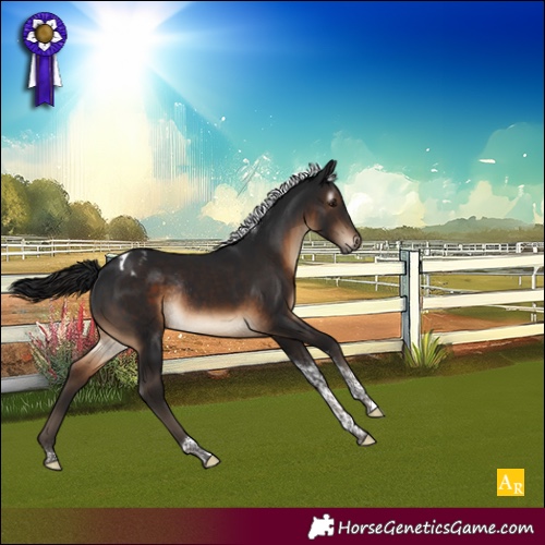 Horse Color:Gray Brown Tobiano Appaloosa Rabicano