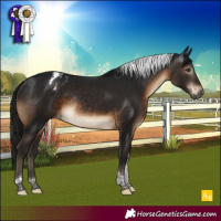 Horse Color:Gray Brown Tobiano Appaloosa Rabicano