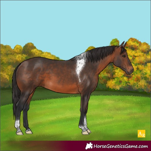 Horse Color:Brown Tobiano