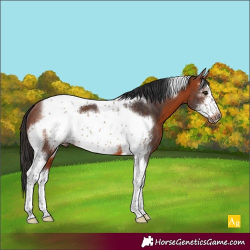Horse Color:Bay Sabino Tobiano Frame 