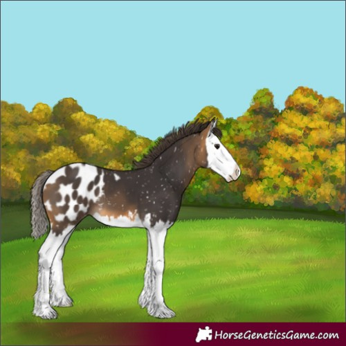 Horse Color:Buckskin Splash Appaloosa 